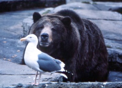 Gull and Bear
