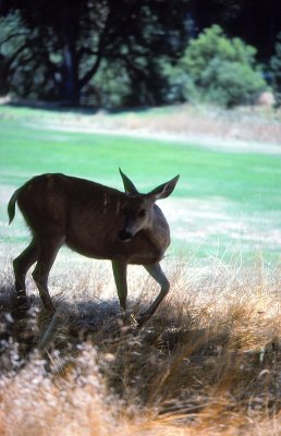 Yosemite deer-2