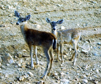 Shasta deer and fawn