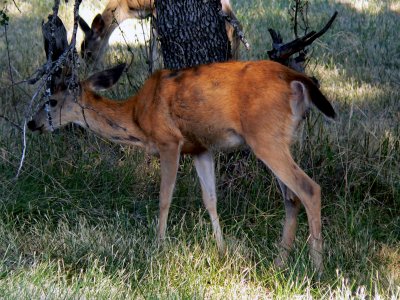 Medford Deer 007