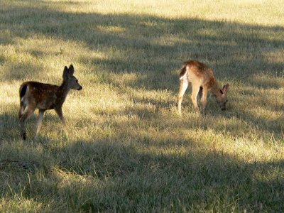 Medford Deer 003