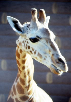 Sidney Zoo Giraffe