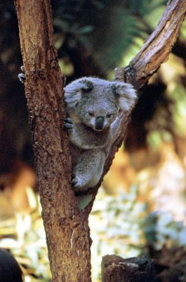 Sydney Zoo Koala