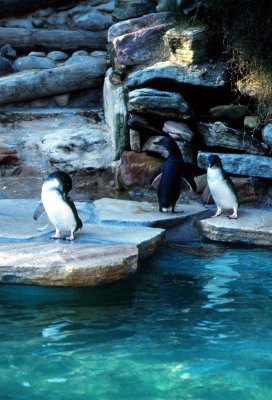 Sydney Zoo Penguin