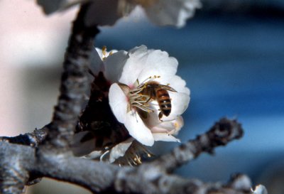 Bee and Almond Blossom