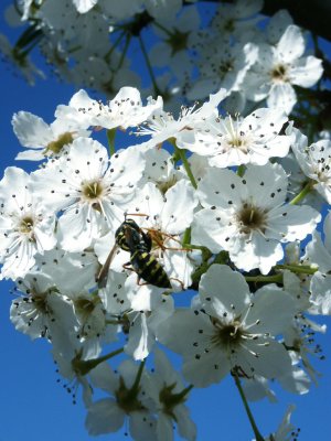 Yellow jacket and pear blossoms