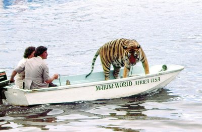 Marine World Tiger for boat ride
