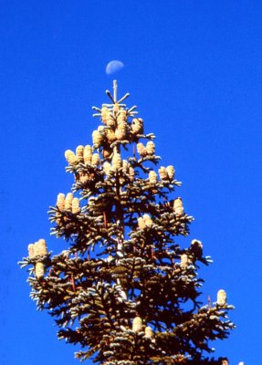 Moon-tipped Gray Eagle Pine