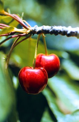 Two Perfect Cherries