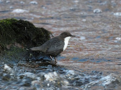 Cinclus cinclus, White-throted Dipper, Strmstare
