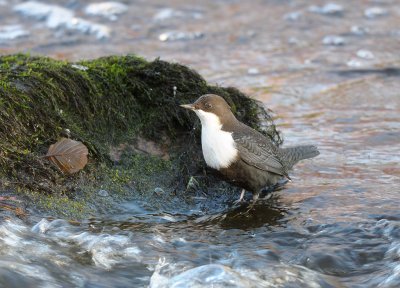 Cinclus cinclus, White-throted Dipper, Strmstare
