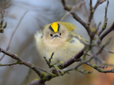 Regulus regulus, Goldcrest, Kunsfgel