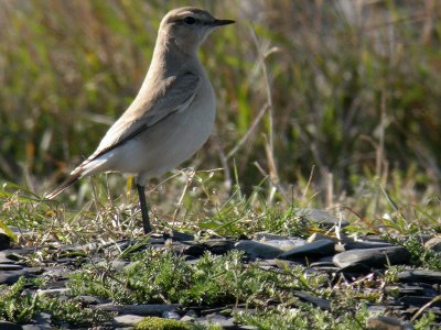 Oenanthe isabellina, Isabelline Wheatear, Isabellastenskvtta 