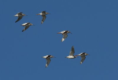 Tringa totanus, Redshank, Rdbena