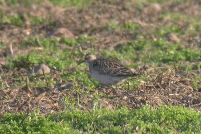 Numenius minutus, Little Curlew, Dvrgspov