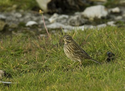 Antus pratensis, Meadow pipit, ngspiplrka