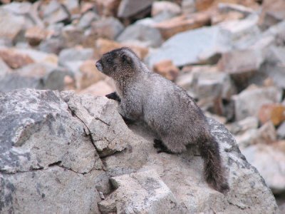 Marmot