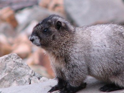 Marmot