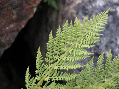 Alpine lady fern,  Athyrium distentifolium