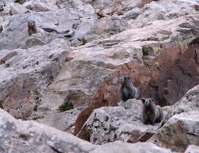 Three young marmots