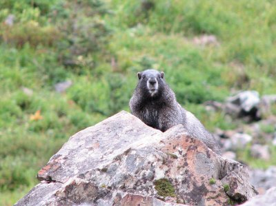 Young marmot