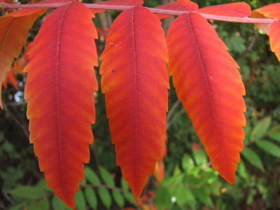 IMG_1075Smooth sumac Rhus glabra.jpg