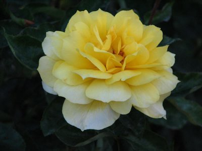 IMG_1079Pale yellow rose.jpg