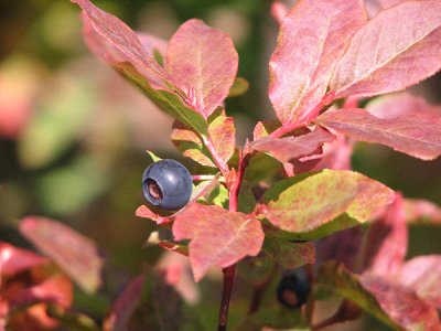 black huckleberry Vaccinium membranaceum.jpg