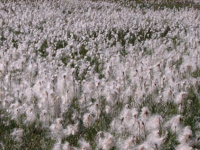 Narrow-laved cottongrass Eriophorum polystachion.jpg