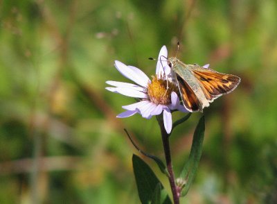 Juba skipper Hesperia juba2.jpg