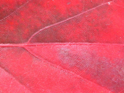 Red maple macro.