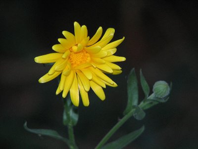 Calendula