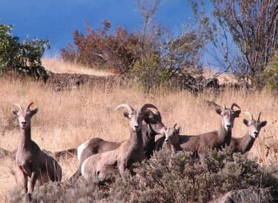 IMG_1288bighorn sheep.jpg