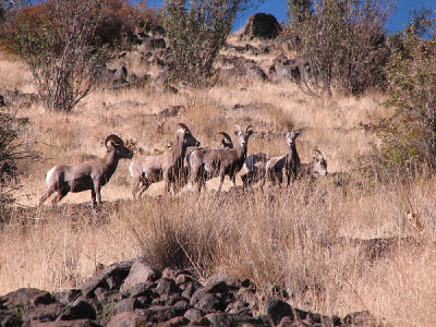 IMG_1285bighorns.jpg