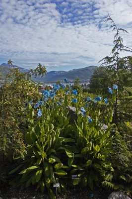 Arctic-alpine botanic garden
