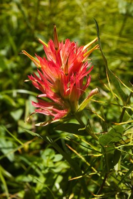 Indian Paintbrush