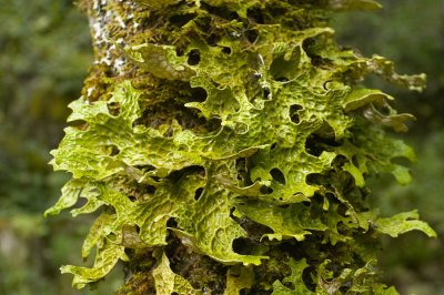 Belknap Hot Springs garden - lichen
