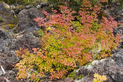 Autumn colors