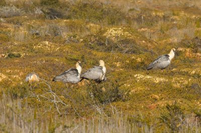 Black-faced Ibises at Laguna Negra