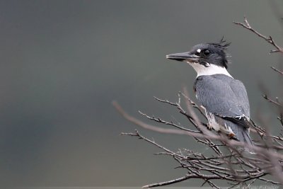 Belted Kingfisher Ceryle Alcyon
