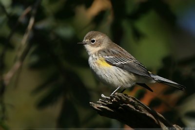 Yellow-Rumped Warbler Dendroica Coronata