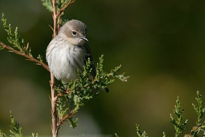 Yellow-Rumped Warbler <i>Dendroica Coronata</i>