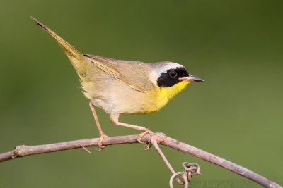 Common Yellowthroat Geothlypis Trichas