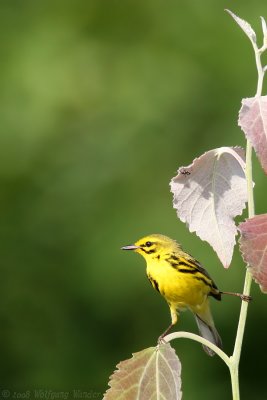 Prairie Warbler Dendroica discolor