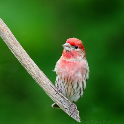 House Finch Carpodacus Mexicanus