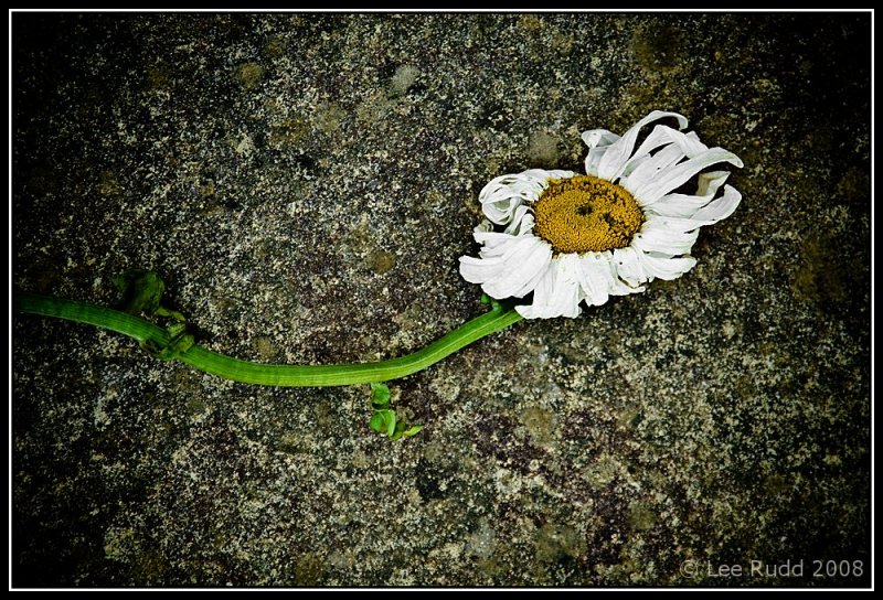 Gone to Seed