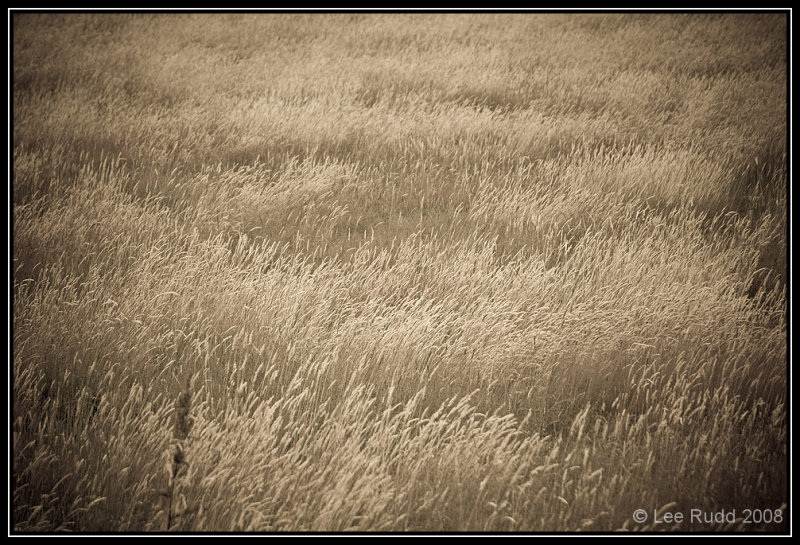 Whispering Grasses
