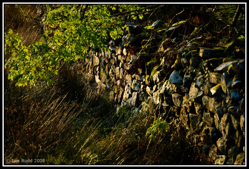 Stone Wall and Tree