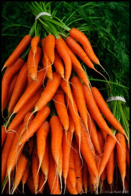 Carrot Fan