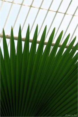 Fronds and Spokes